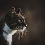 professional-outdoor-cat-photoshoot-wally-roops-pet-photography-5