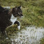 professional-outdoor-cat-photoshoot-wally-roops-pet-photography-6