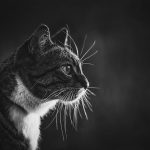 professional-outdoor-cat-photoshoot-wally-roops-pet-photography-8