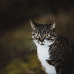 professional-outdoor-cat-photoshoot-wally-roops-pet-photography-9