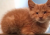 Blind Cat Who Was Almost Put Down Celebrates His Rescue Anniversary