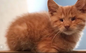 Blind Cat Who Was Almost Put Down Celebrates His Rescue Anniversary