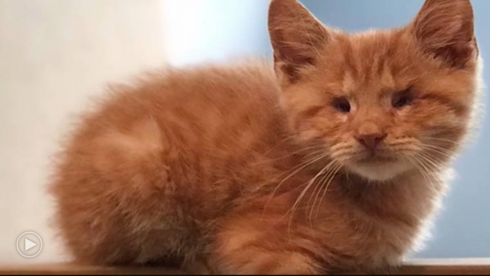 Featured-Blind-Cat-Rescue-Anniversary-FB