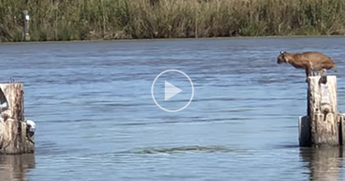 Wild Bobcat Makes This Huge Leap Over The River Seem Effortless And The ...