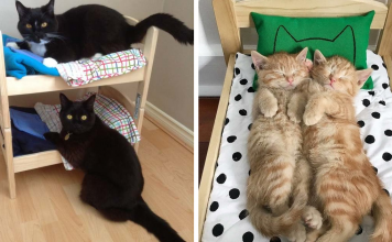 IKEA Sells Mini Beds For Children’s Toys And It’s Purrfect For Cats