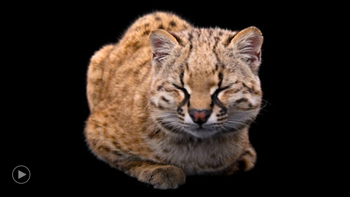 Smallest Wild Cat In Western Hemisphere Is Too Cute As Video Unveils