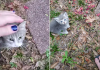 Stray Cat Brings Her Babies To Meet The Woman Who’s Been Feeding Her