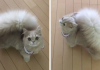 Meet Bell, The Cat With A Majestic Fluffy Tail Just Like A Squirrel