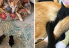 Dog Takes Care Of Every Rescue Cat In This Shelter & It’s Too Purrfect
