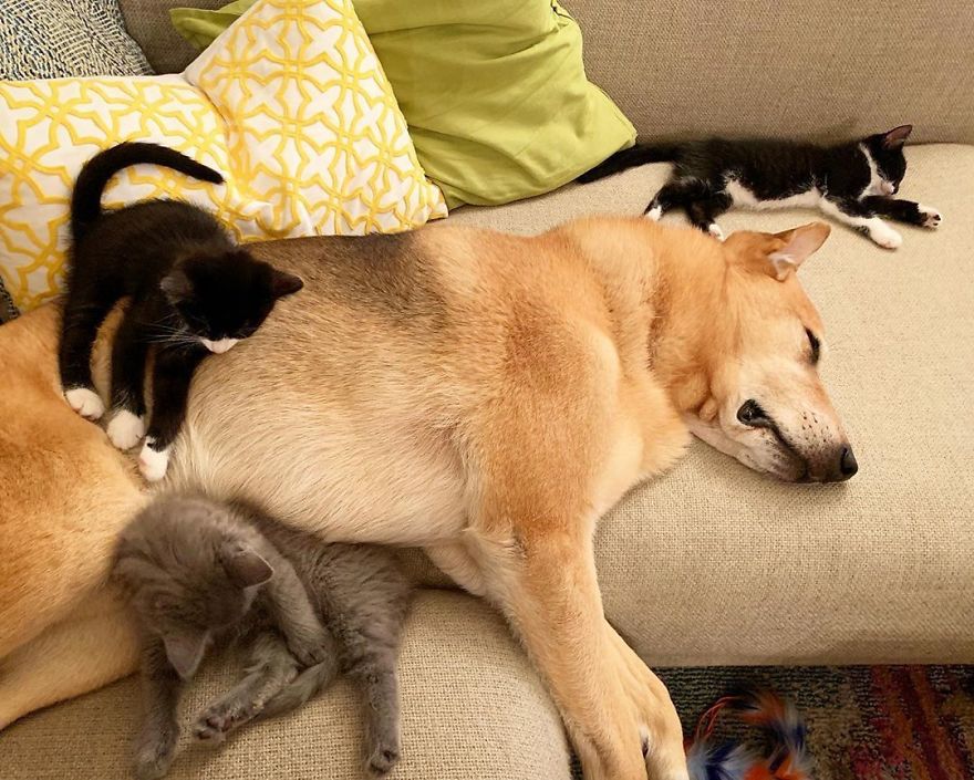 Amazingly, Dog Takes Care Of Every Rescue Cat In This Shelter