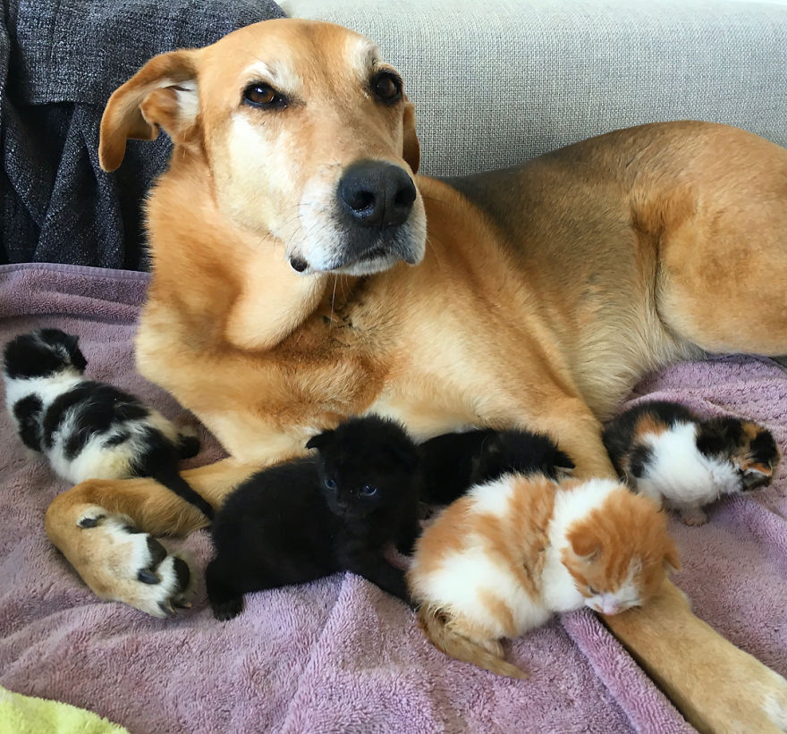 Amazingly, Dog Takes Care Of Every Rescue Cat In This Shelter