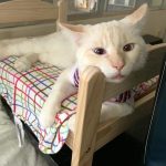 ikea-doll-beds-for-cats-12