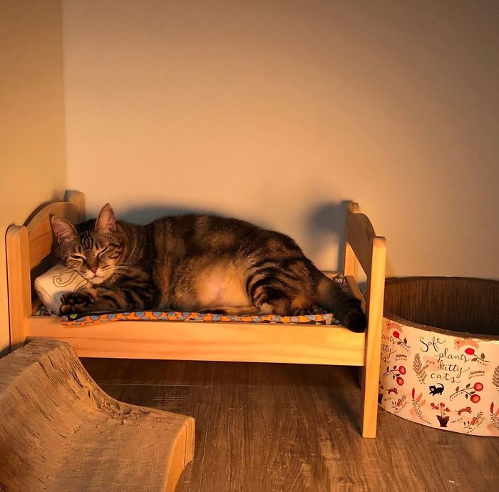 "IKEA's Miniature Beds for Toys are a Feline Haven: Perfect for Your Purrfect Cat"