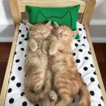 ikea-doll-beds-for-cats-2