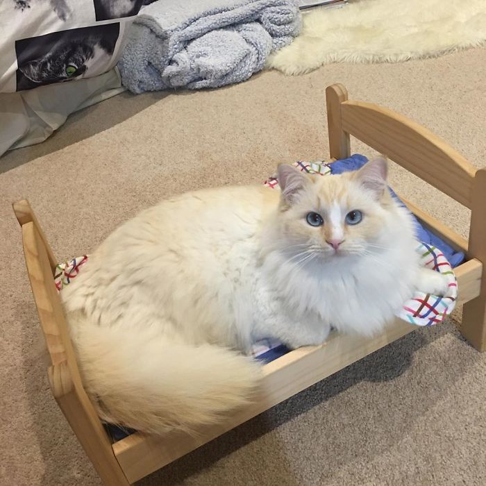 "IKEA's Miniature Beds for Toys are a Feline Haven: Perfect for Your Purrfect Cat"