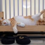 ikea-doll-beds-for-cats-3