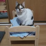 ikea-doll-beds-for-cats-30