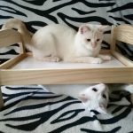 ikea-doll-beds-for-cats-31