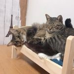 ikea-doll-beds-for-cats-33