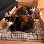 ikea-doll-beds-for-cats-34