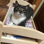 ikea-doll-beds-for-cats-36