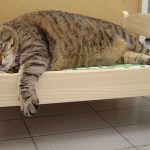 ikea-doll-beds-for-cats-39