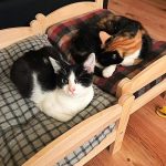 ikea-doll-beds-for-cats-6