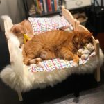 ikea-doll-beds-for-cats-7