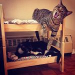 ikea-doll-beds-for-cats-9