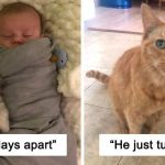 Featured-Whole-Cat-Posts-FB