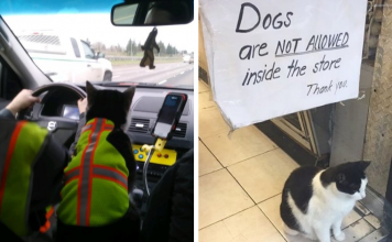 20+ Photos of Cats at Work
