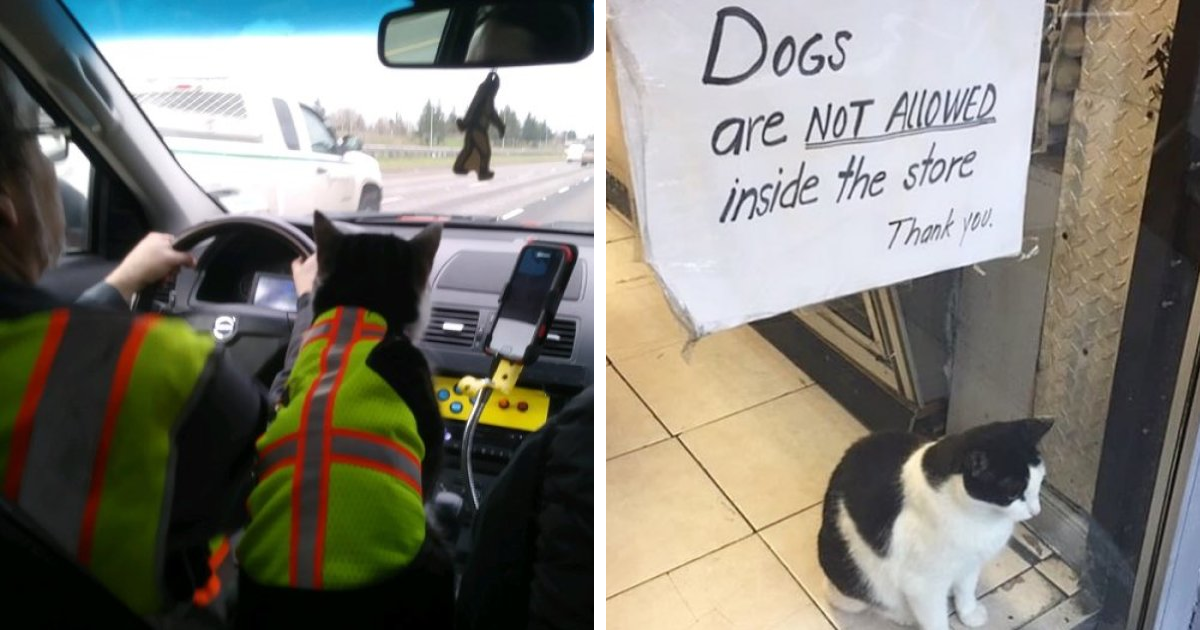 20+ Photos of Cats at Work Catlov