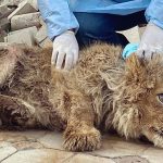 Featured-baby-lion-saved-after-legs-broken-tourism-karendallakyan-FB