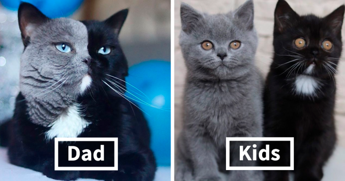 Featured-split-face-cat-fathers-two-different-color-kittens-FB