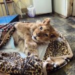 In-an-act-of-extreme-evil-baby-lion-had-his-legs-broken-to-take-pictures-with-tourists-11