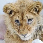 In-an-act-of-extreme-evil-baby-lion-had-his-legs-broken-to-take-pictures-with-tourists-12