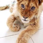 In-an-act-of-extreme-evil-baby-lion-had-his-legs-broken-to-take-pictures-with-tourists-13