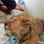 In-an-act-of-extreme-evil-baby-lion-had-his-legs-broken-to-take-pictures-with-tourists-14