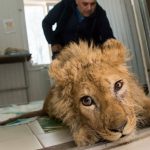 In-an-act-of-extreme-evil-baby-lion-had-his-legs-broken-to-take-pictures-with-tourists-15