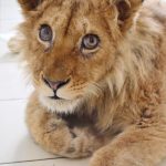 In-an-act-of-extreme-evil-baby-lion-had-his-legs-broken-to-take-pictures-with-tourists-16