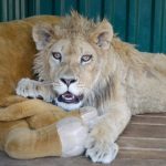 In-an-act-of-extreme-evil-baby-lion-had-his-legs-broken-to-take-pictures-with-tourists-18