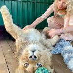 In-an-act-of-extreme-evil-baby-lion-had-his-legs-broken-to-take-pictures-with-tourists-19