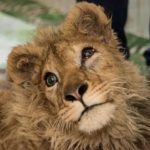 In-an-act-of-extreme-evil-baby-lion-had-his-legs-broken-to-take-pictures-with-tourists-21