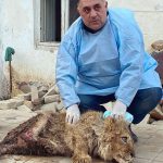 In-an-act-of-extreme-evil-baby-lion-had-his-legs-broken-to-take-pictures-with-tourists-4