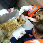 In-an-act-of-extreme-evil-baby-lion-had-his-legs-broken-to-take-pictures-with-tourists-5