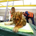 In-an-act-of-extreme-evil-baby-lion-had-his-legs-broken-to-take-pictures-with-tourists-8