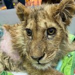 In-an-act-of-extreme-evil-baby-lion-had-his-legs-broken-to-take-pictures-with-tourists-9