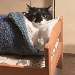 ikea-doll-beds-for-cats 11