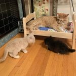 ikea-doll-beds-for-cats 14