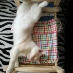ikea-doll-beds-for-cats 20